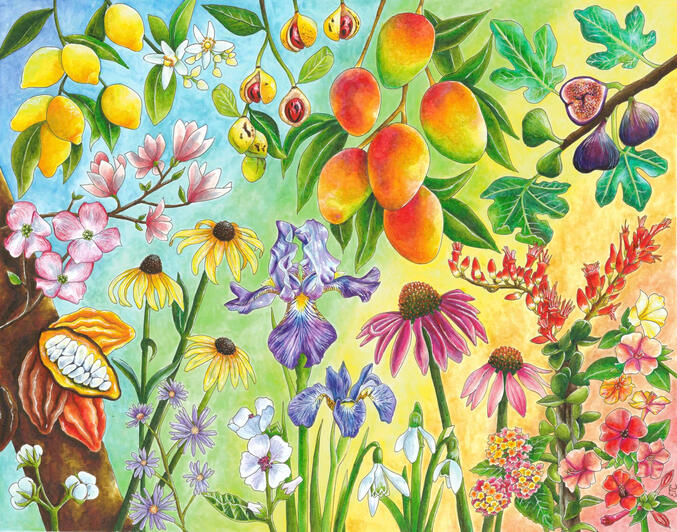 Mango Fig Dreams