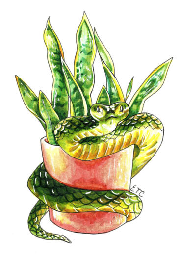 Snake and Snake Plant