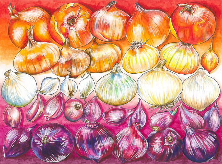 Lesbian Onions
